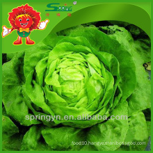 Butterhead organic green vegetables Chinese iceberg lettuce